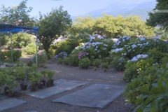 堤あじさい園 見頃を迎える