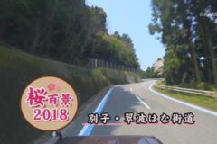 桜百景2018　別子・翠波はな街道