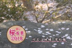 桜百景2018　川之江地域　学校編