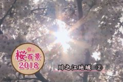 桜百景2018　川之江地域②