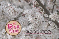 桜百景2018　土居地域　学校編
