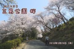 街かど百景　三島公園　桜