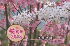 桜百景2018　土居地域