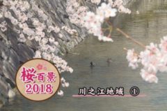 桜百景2018　川之江地域①