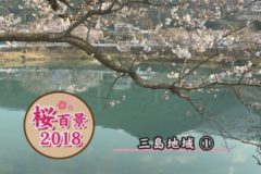 桜百景2018　三島地域①