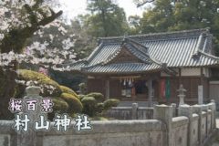 桜百景　村山神社