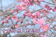 街かど百景　すすきヶ原入野公園