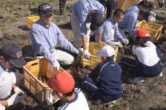 土居高校 サトイモ交流会