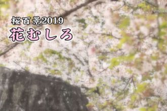 桜百景2019　花むしろ