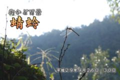 街かど百景：蜻蛉