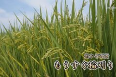 街かど百景：もうすぐ稲刈り