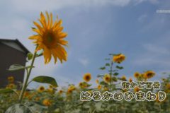 街かど百景：はるかのひまわり