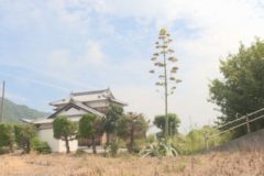 街かど百景：リュウゼツラン