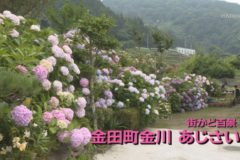 街かど百景：金田町金川　あじさい