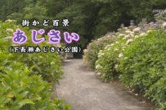 街かど百景：下長瀬あじさい公園