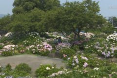 街かど百景 堤あじさい園