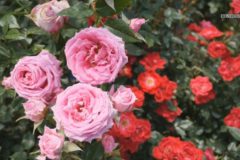 街かど：伊予三島運動公園　バラ園