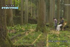 クマガイソウの里