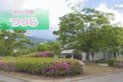 街かど百景：つつじ