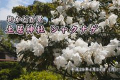 街かど百景：土居神社シャクナゲ
