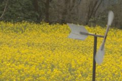 街かど百景：翠波高原 菜の花