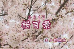 桜百景2017：土居編
