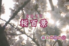 桜百景2017：三島編２