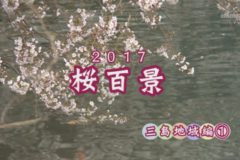 桜百景2017：三島編１