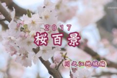 桜百景2017：川之江編