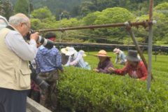 新宮町で茶摘み最盛期を迎える