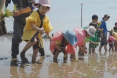 第14回学校給食米田植え体験会