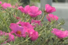 街かど百景：マツバボタン