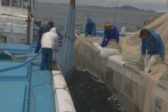 カタクチイワシ漁始まる