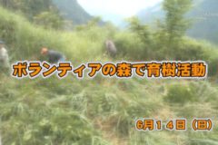 Ｅｖｅぽけ：ボランティアの森で育樹活動