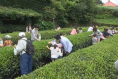 Ｅｖｅぽけ：お茶摘み体験 in 富郷