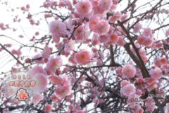 2015 四国中央市　春