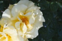 街かど百景：伊予三島運動公園　バラ園