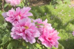 街かど百景　五智院　牡丹