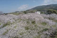 桜紀行　すすきヶ原入野公園