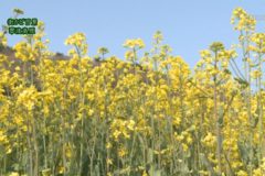 街かど百景　翠波高原