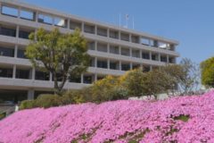 街かど百景：市役所本庁舎前　花壇