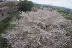 桜紀行　三島公園