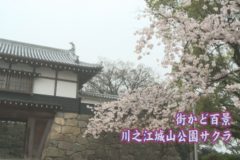 川之江城山公園サクラ
