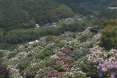 街かど百景：あじさい～新宮あじさいの里～