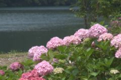 街かど百景：あじさい～下長瀬あじさい公園～