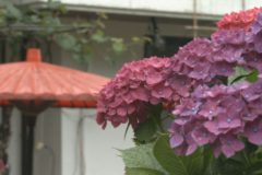 街かど百景：あじさい(金田町金川)