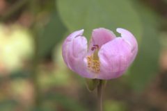 街かど百景　金砂町小川山　ベニバナヤマシャクヤク