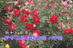 街かど百景　伊予三島運動公園 バラ園