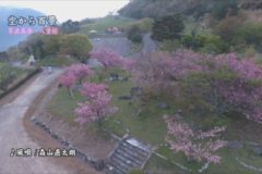 空から百景：翠波高原　八重桜