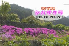 街かど百景　シバザクラ（金田町金川 石川さん宅）